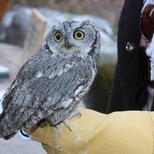 Hideaway is a favorite place to release rescued & rehabilitated birds like this screech owl.