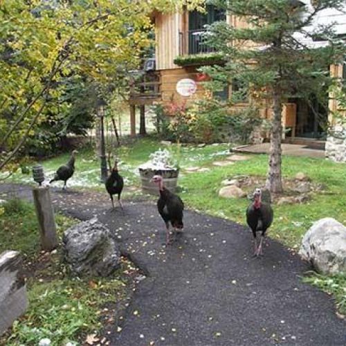 Sundance band of turkey's come and visit.  They live high in the trees at night and fly down every morning.